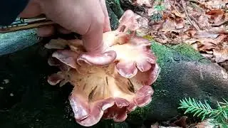 Łyczak muszlowy (Panus conchatus)
