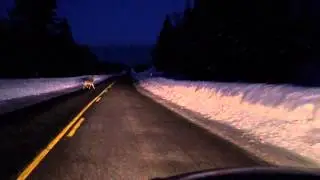 Deer on Highway 124, Magnetawan