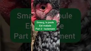 partie 2 smog la poule est malade isolement et installation ! breizhoasis ferme polyculture &eacute;levage