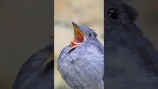 bird 🐦 sound to attract birds#birds#viral#