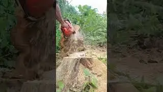Master the Chainsaw: Precise Tree Felling and Log Processing