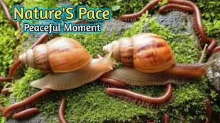 Nature&rsquo;s Pace: Peaceful Moments with a Millipede and Snail Colony #SlowLiving  #OddlySatisfying