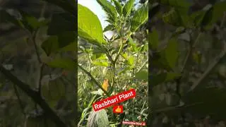 Rasbhari Plant Benefits | रसभरी के चमत्कारी फायदे | Ayurvedic Plant Facts #shorts #youtubeshorts