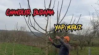 CHANDLER CEVİZ BUDAMA