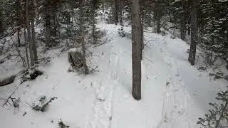 Unsuccessfully Tracking Elk Shoshone Forest Wyoming 2025