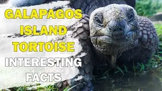 The Galapagos Island Tortoise Interesting Facts