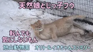 旭山動物園　天然娘どじっこフウ　転んでも気にしないもん　オリト＆イオちゃんファミリー　Orito & Io family　Lion family