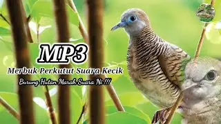 ▶️SUARA Perkutut Merbuk  - Suara Kecik - Burung Hutan Marah
