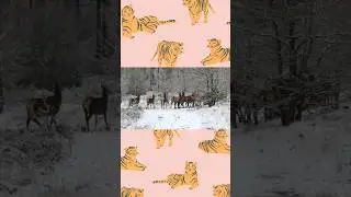 Ultimate Wild Animals Collection in 4K ULTRA HD