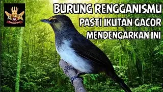 GACOR RENGGANIS BIRD ПОЛУЧАЕТ ЗВУК ДЛЯ MASTERAN BIRD REENGGANIS МАТЕРИАЛ
