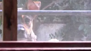 Pinina - Trailer