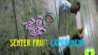 Center fruit experiment