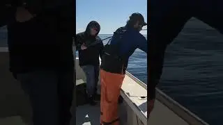 I caught a HUGE sea robin?!?