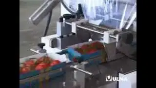 Tomato trays packaging in flow pack wrapper (HFFS)
