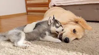 Golden Retriever v Husky Puppy Rough Play but Make it Cute!