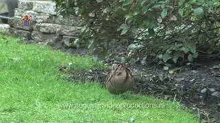 RARE VOGELS - DE HOUTSNIP.