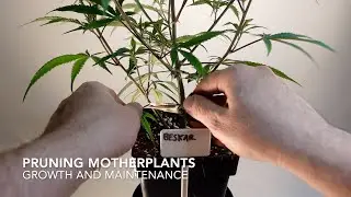 Mother plant pruning. A hybrid and a Kush plant each required different pruning.