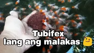 TUBIFEX worms is the Best Food for Goldfish || Redcap Goldfish