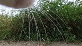 Enjoy Peaceful Nature Through CAT Eyes