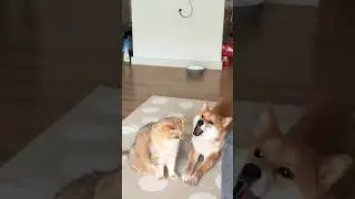 The aloof cat and the enthusiastic dog#cute #baby #funny #dog