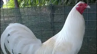 Top Notch Gamefowl Whites 2021
