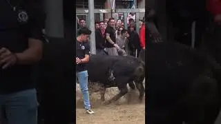 Quiebro de Joan Domingo al toro de Torrestrella en Vila-real #toros #bull #animals #espa&ntilde;a #toro