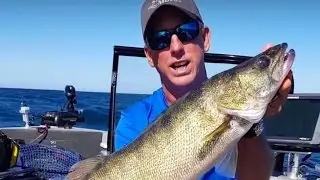 Monster Lake Erie walleye tip
