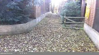 Trap Camera Captures Eastern Gray Squirrel (Sciurus carolinensis) On 28 October 2025
