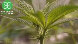 Advanced Grow Labs