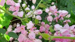 Coral vine - Antigonon Leptopus
