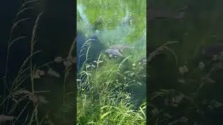 Catching BIG CARP in CLEAR WATER! 😍🎣🐋 #fishing #bigcarp #carp #nashtackle