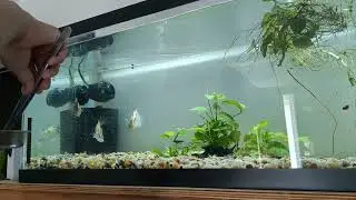 Feeding Chinese Perch (Siniperca chuatsi)