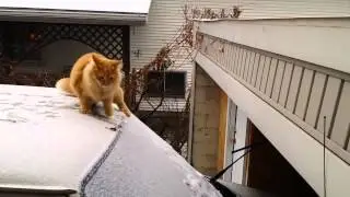 Cat SAIL