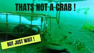 Mind-blowing underwater footage: crab pot captures more than crabs!