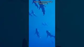 Sharks: Misunderstood Predators #shark #predator  #youtubeshorts #facts #youtube #curiosity