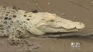 Rare white crocodile spotted by tourists