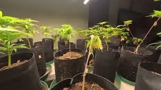 Indoor Fall Winter Kitchen Garden Setup #Farmer 