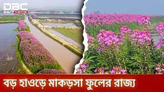 হুড়হুড়ে ফুলে রঙিন কিশোরগঞ্জের বড় হাওড়| DBC NEWS Special