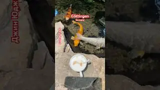 Увидел золотую рыбку и обрадовался, но не тут то было