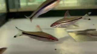 Sahyadria denisonii   Rotstrich Algenfresser