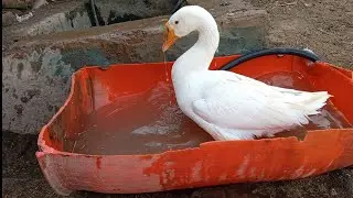 Ducks Fun, Duck swimming live!