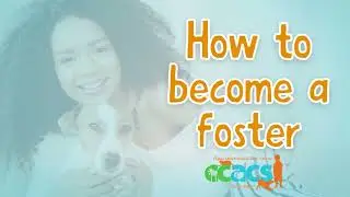 Corpus Christi Animal Care Services | How to Foster a Pet!