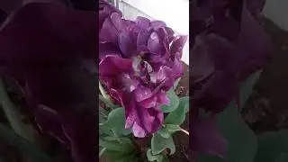 Gardening Tips With Spenta | Double Tulips | Succession Planting With Spenta | Peony Tulip Flowers