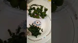 кипрей