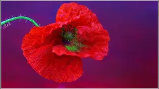 Macro Photography from Poppy Flower- 4K Video