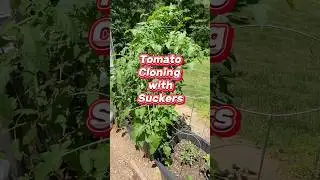 How to clone your tomato plants for even more &lsquo;maters