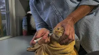 How To EASILY Give Your Cat Medicine! (Kathy's Safe Restraint Method) 💊