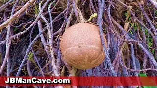 Зачарованное дерево Couroupita Guianensis Cannonball или Nagalinga, Tope gola, Shivaling