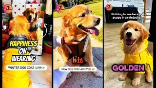 Golden Retrievers React to Winter & Rain Fashion 🧥🌧️🐶 | Dar Petworld