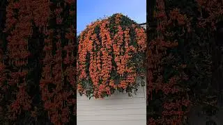 Orange Trumpet Vine 🌼  Pyrostegia venusta